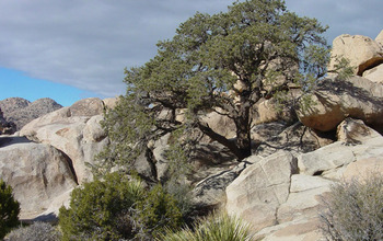 Pinyon tree on a rocky mountain